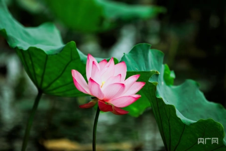 湖湘画卷｜衡东：共赴一场清荷飘香的夏日之约